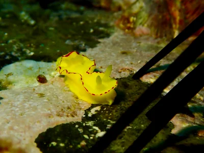 Diversidoris flava - Tasman Sea, Sandy Beach, NSW, AU