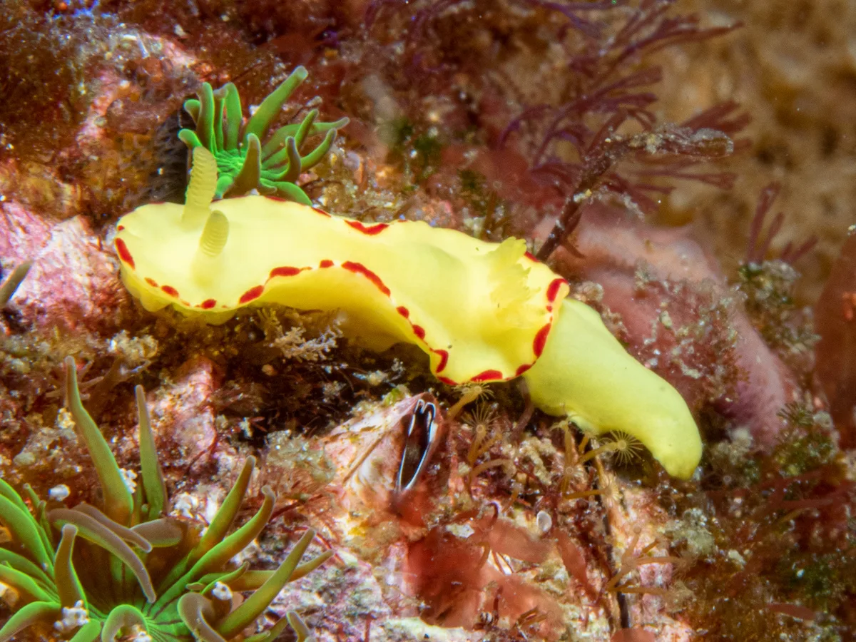 Diversidoris flava - North Solitary Island, New South Wales, Australia