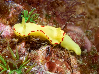 Diversidoris flava - North Solitary Island, New South Wales, Australia