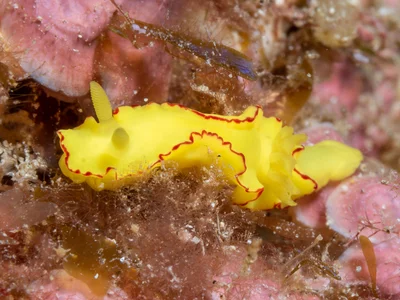Diversidoris flava - Lord Howe Island, AU-NS, AU