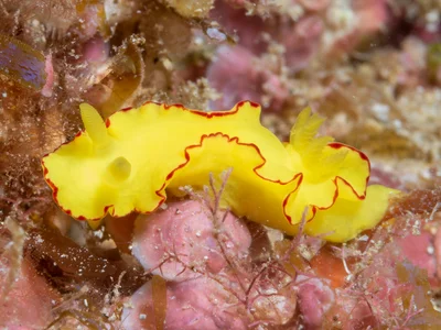 Diversidoris flava - Lord Howe Island, AU-NS, AU