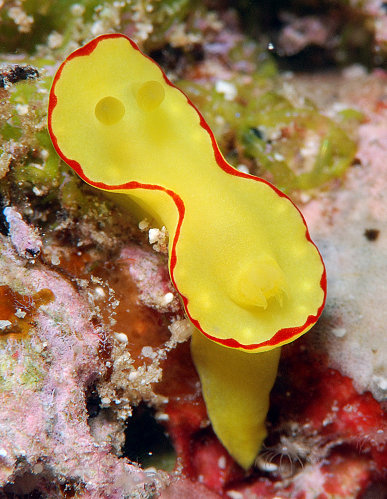 Diversidoris flava - Kwajalein Atoll, RMI