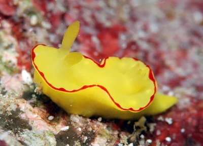 Diversidoris flava - Kwajalein Atoll, RMI