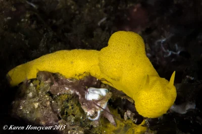Aegires citrinus - Raja Ampat (Aljuy Bay), Indonesia