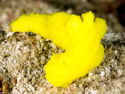 Aegires citrinus 02