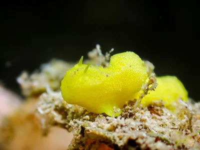 Notodoris citrina - 5GG2+FJG Malé House Reef, Bus Station, Majeedhee Magu, Majeedhee Magu Rd, Malé, Maldives