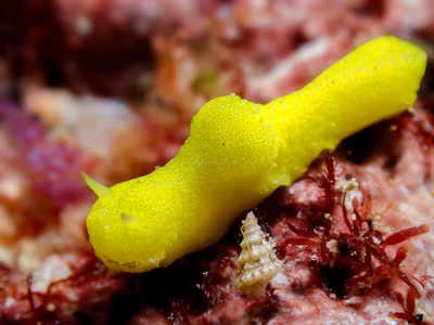 Notodoris citrina - 5GG2+FJG Malé House Reef, Bus Station, Majeedhee Magu, Majeedhee Magu Rd, Malé, Maldives