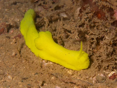 Notodoris citrina - boulouparis