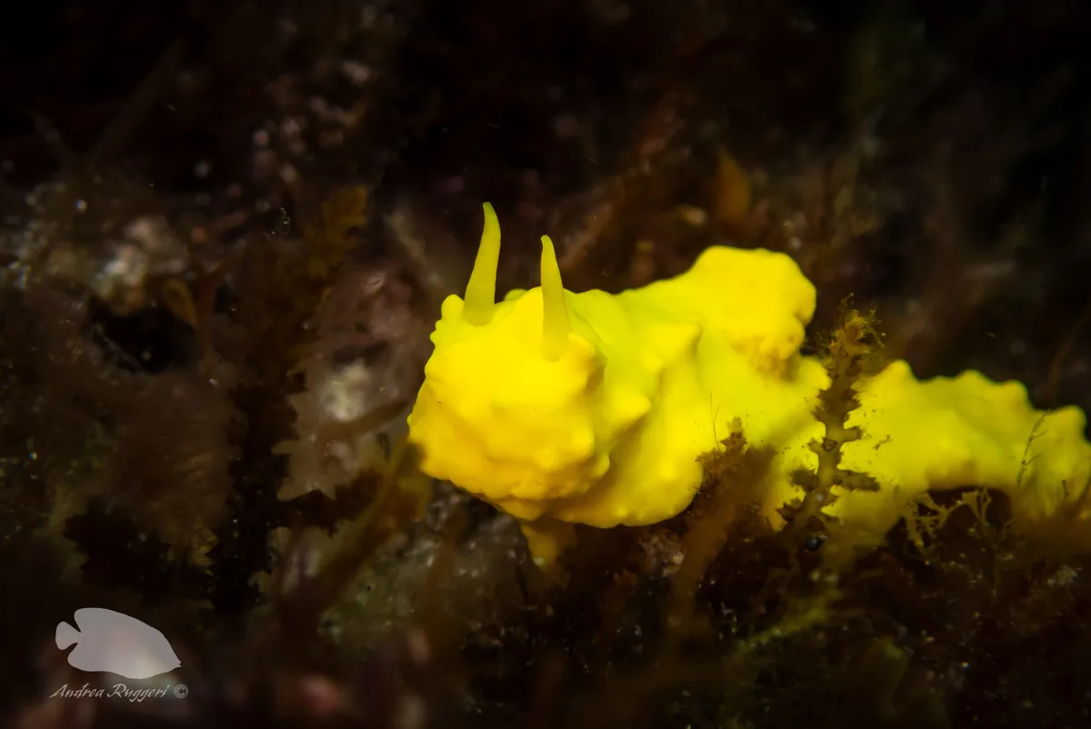Notodoris citrina - Oceano Indiano, Rottnest, WA, AU