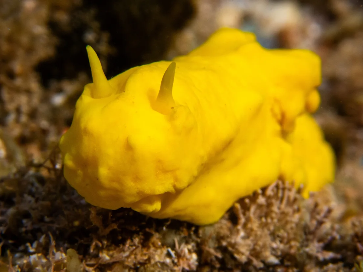 Notodoris citrina - MacLeod WA 6701, Australia