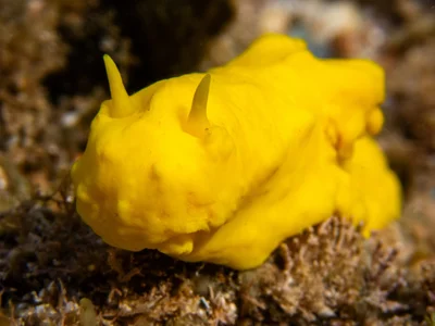 Notodoris citrina - MacLeod WA 6701, Australia