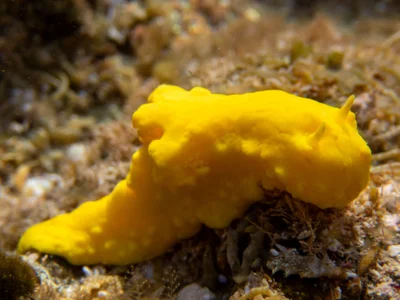 Notodoris citrina - MacLeod WA 6701, Australia