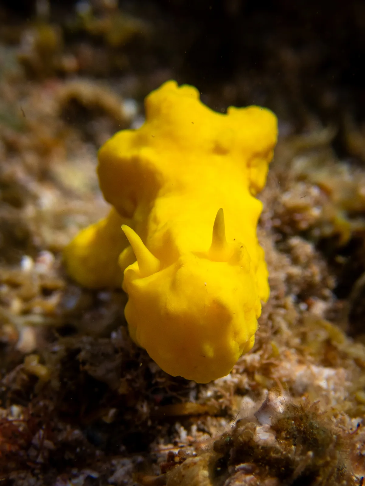 Notodoris citrina - MacLeod WA 6701, Australia