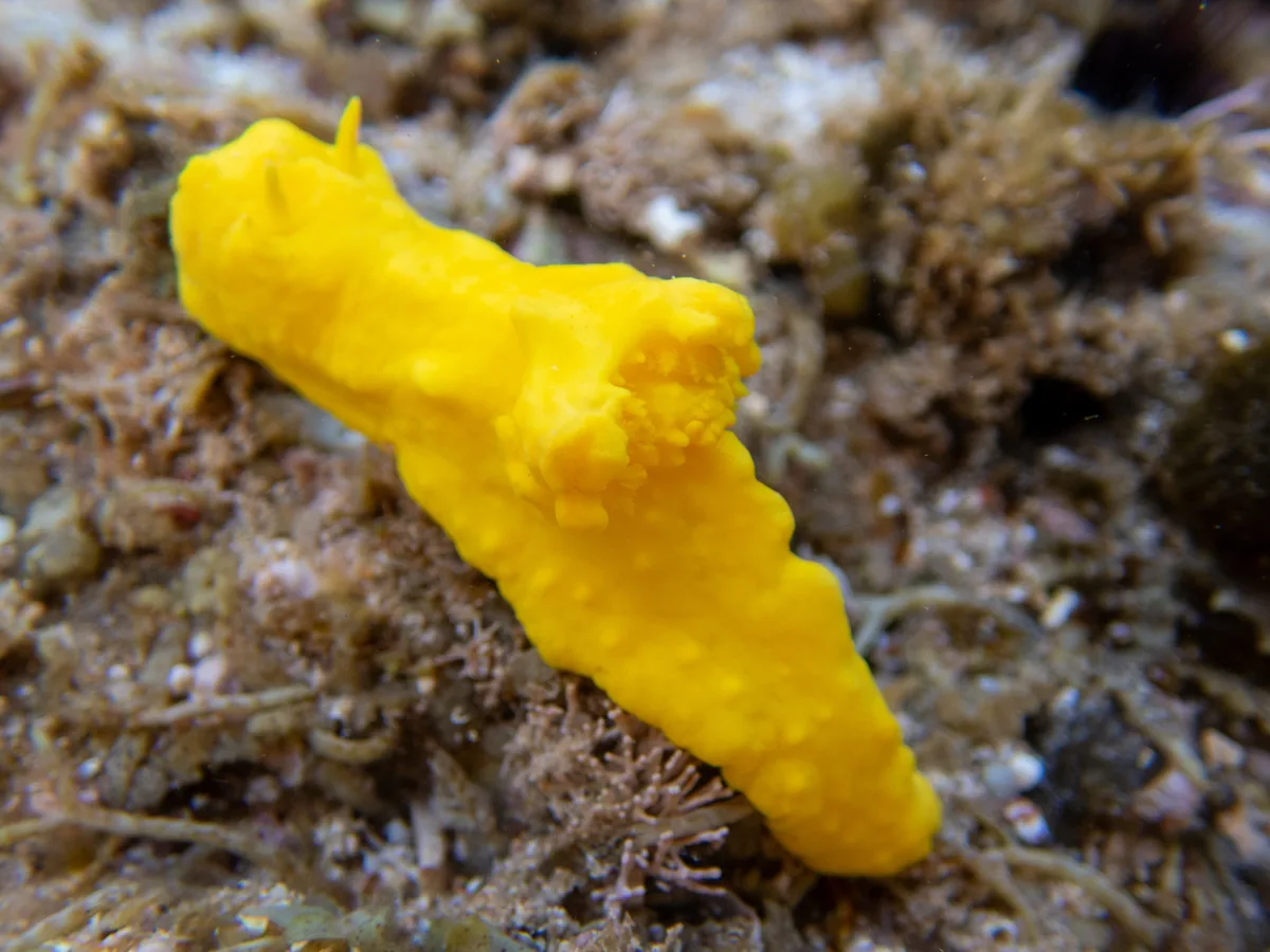 Notodoris citrina - MacLeod WA 6701, Australia