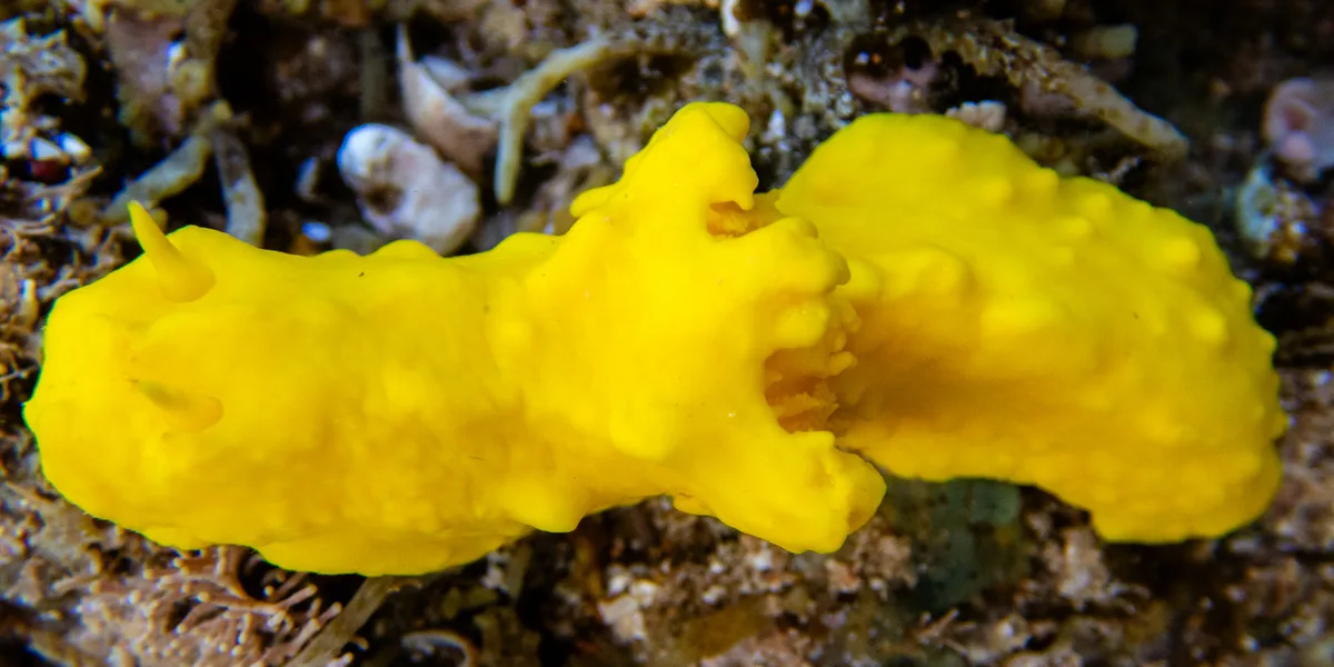 Notodoris citrina - MacLeod WA 6701, Australia