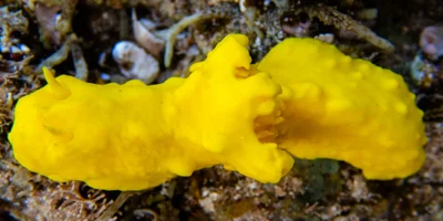 Notodoris citrina - MacLeod WA 6701, Australia