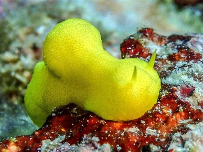 Notodoris citrina - Pulau Pom Pom, Sabah, Malaysia