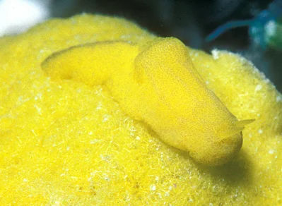Notodoris citrina - Kwajalein Atoll, RMI