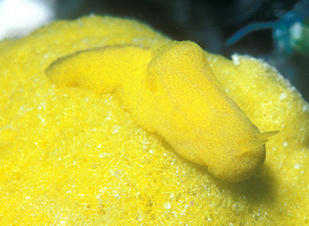 Notodoris citrina - Kwajalein Atoll, RMI