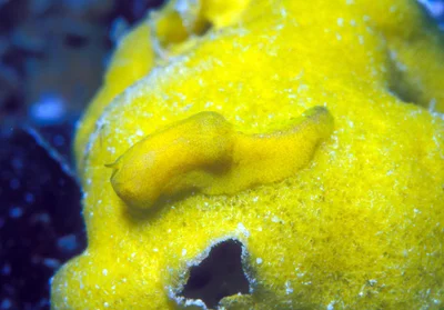 Notodoris citrina - Kwajalein Atoll, RMI