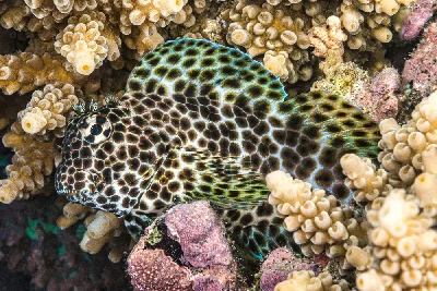 Leopard Blenny - female