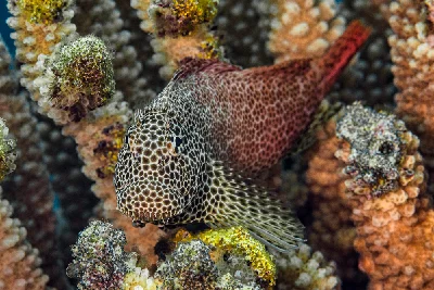 Leopard Blenny - male guarding eggs