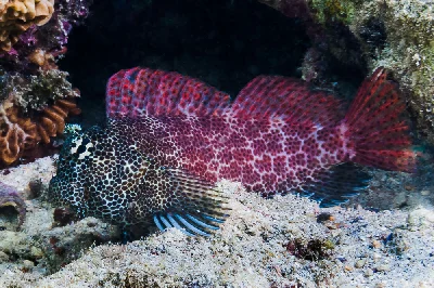Leopard Blenny - male