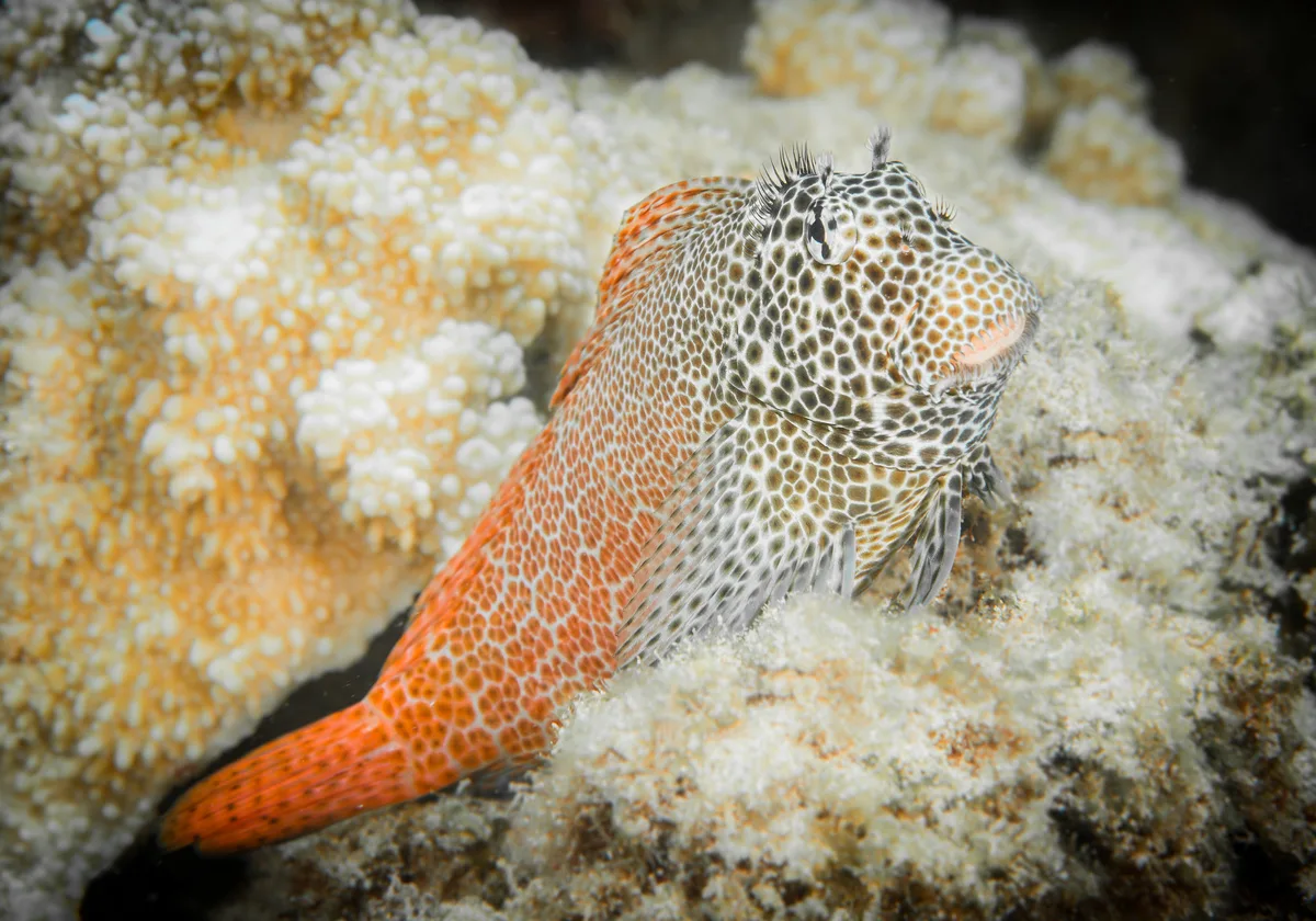 Leopard Blenny