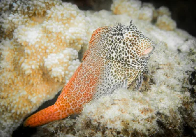 Leopard Blenny