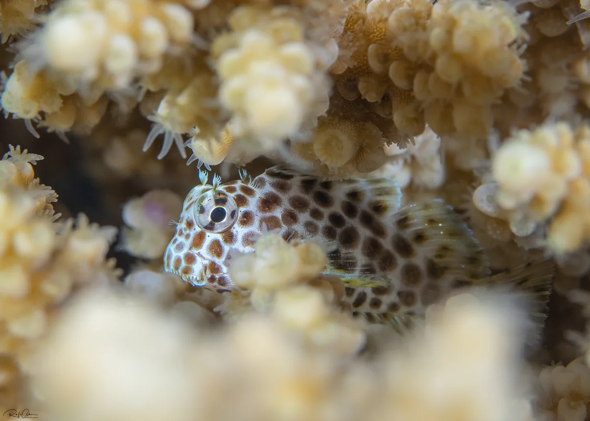 Leopard Blenny