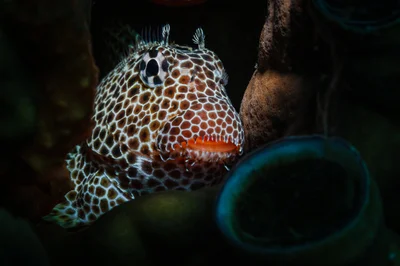 Leopard blenny portrait