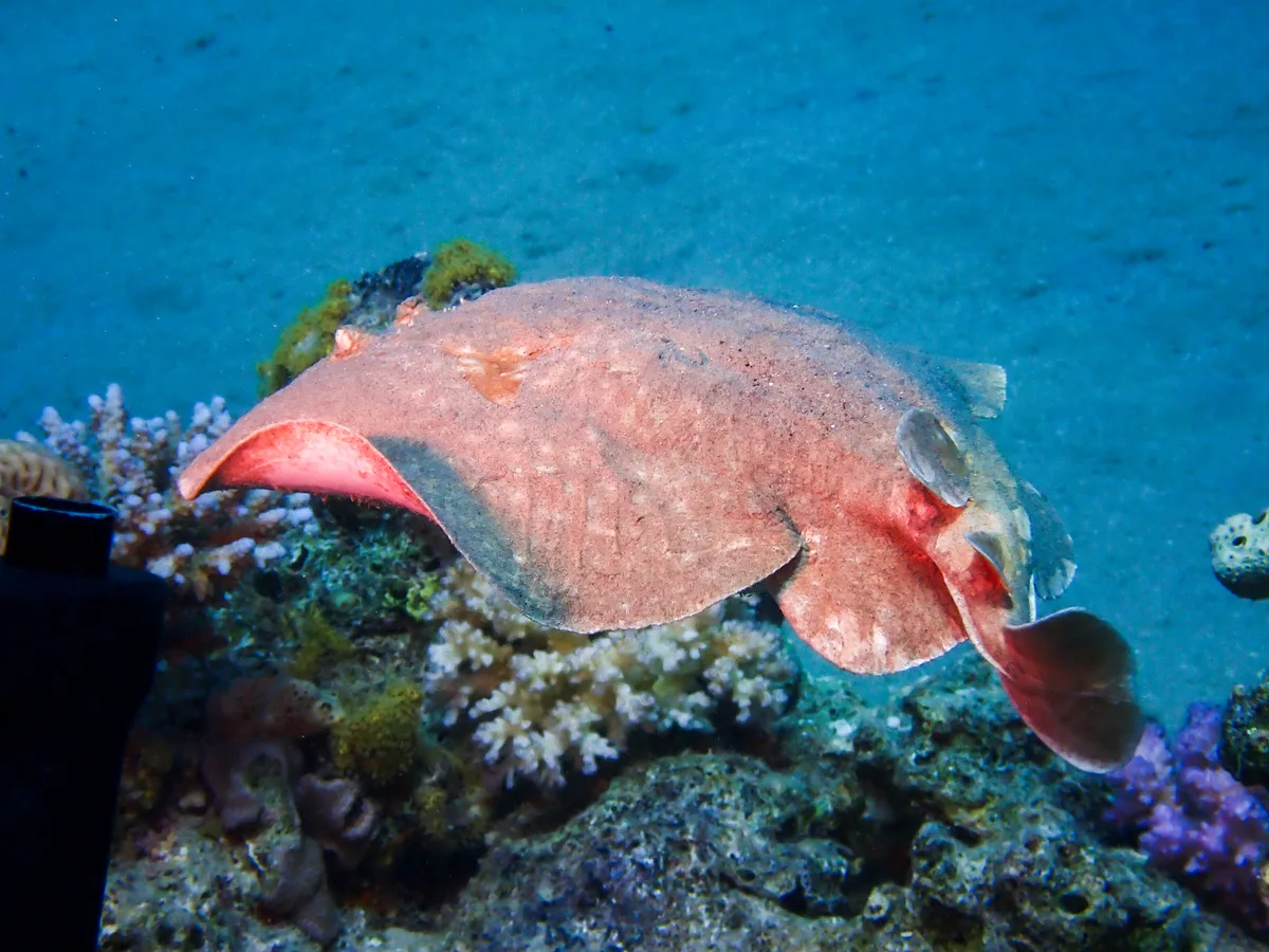 Leopard Torpedo Ray