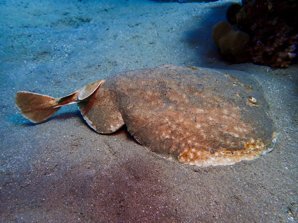 Leopard Torpedo Ray