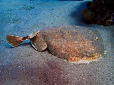 Leopard Torpedo Ray