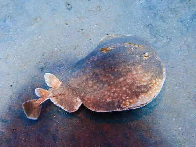 Leopard Torpedo Ray