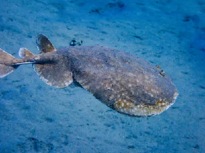 Leopard Torpedo Ray