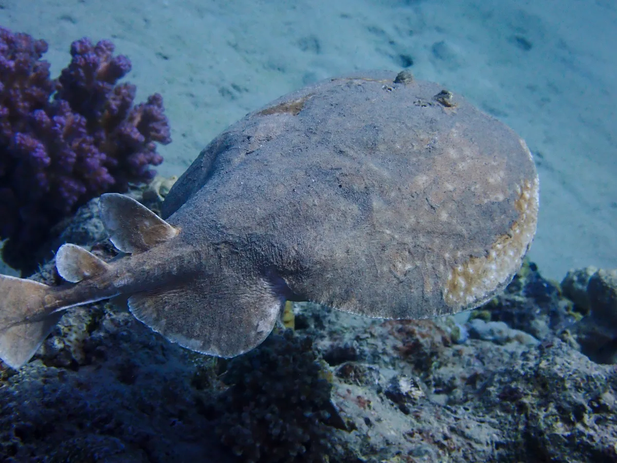 Leopard Torpedo Ray