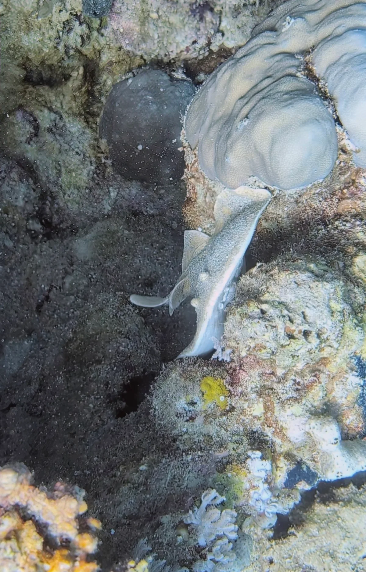 Leopard Torpedo Ray