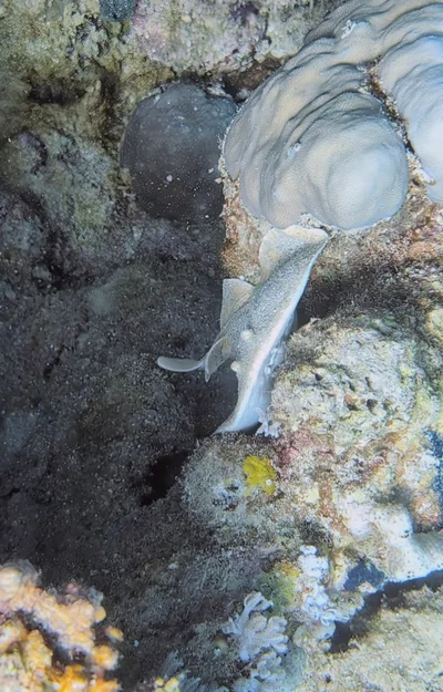 Leopard Torpedo Ray