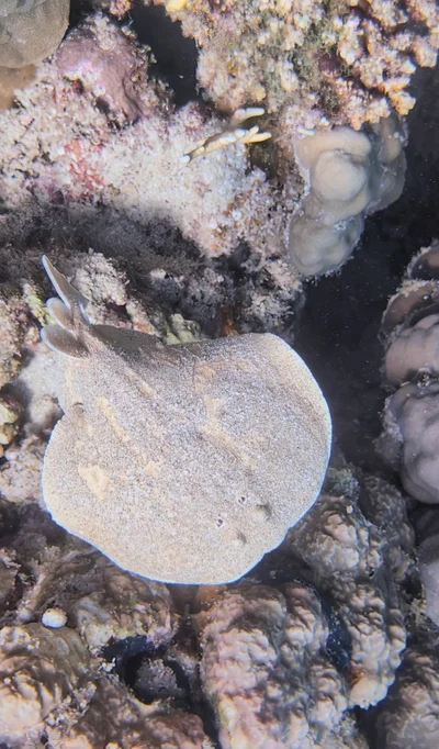 Leopard Torpedo Ray