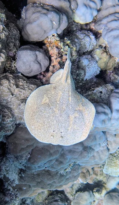 Leopard Torpedo Ray