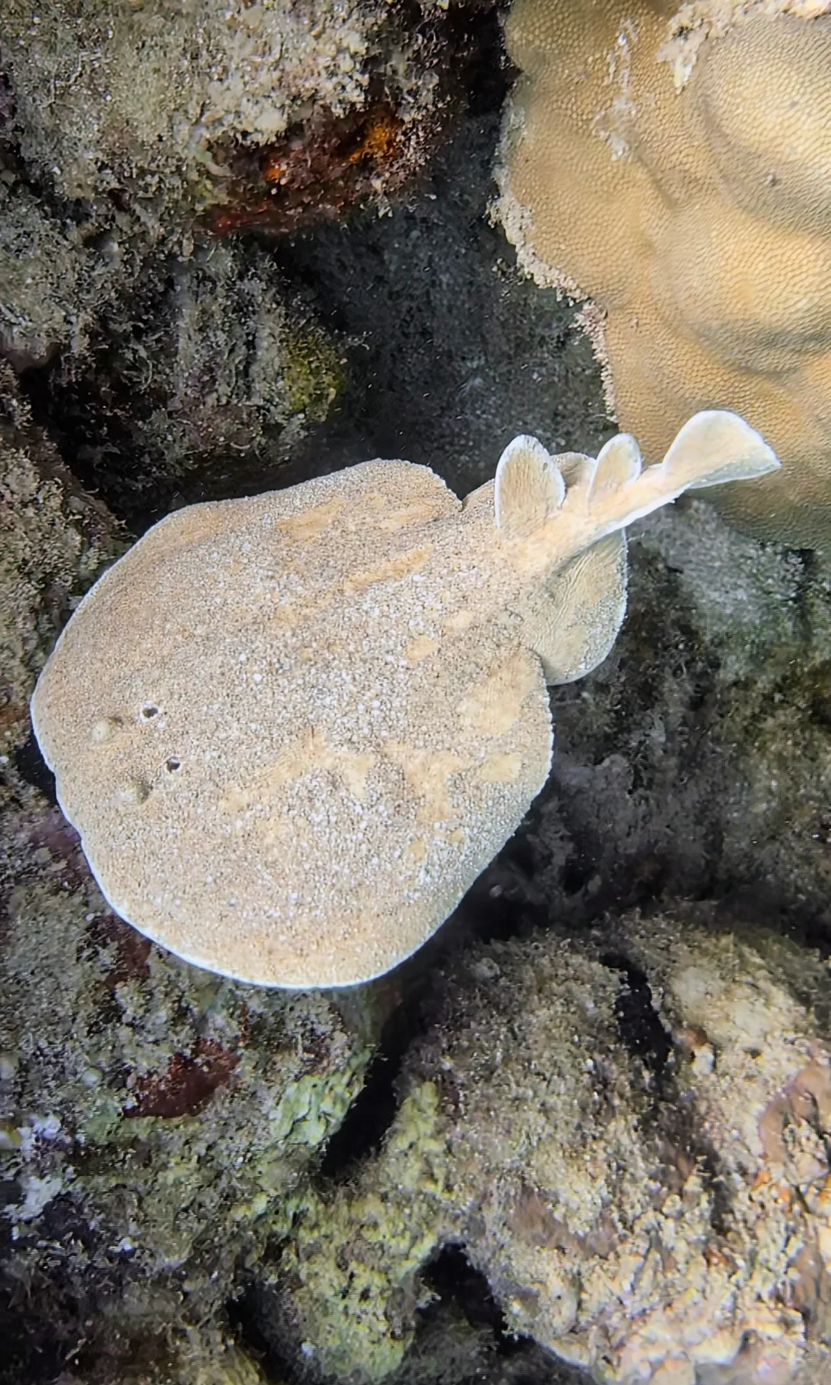 Leopard Torpedo Ray
