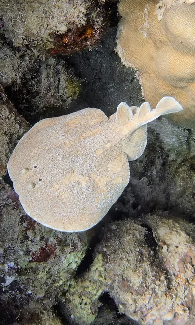 Leopard Torpedo Ray