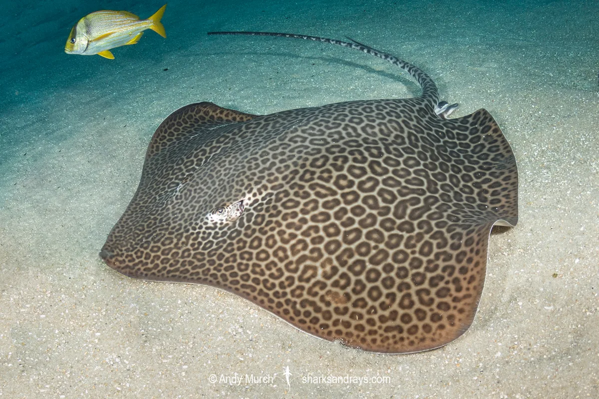 Leopard Whipray