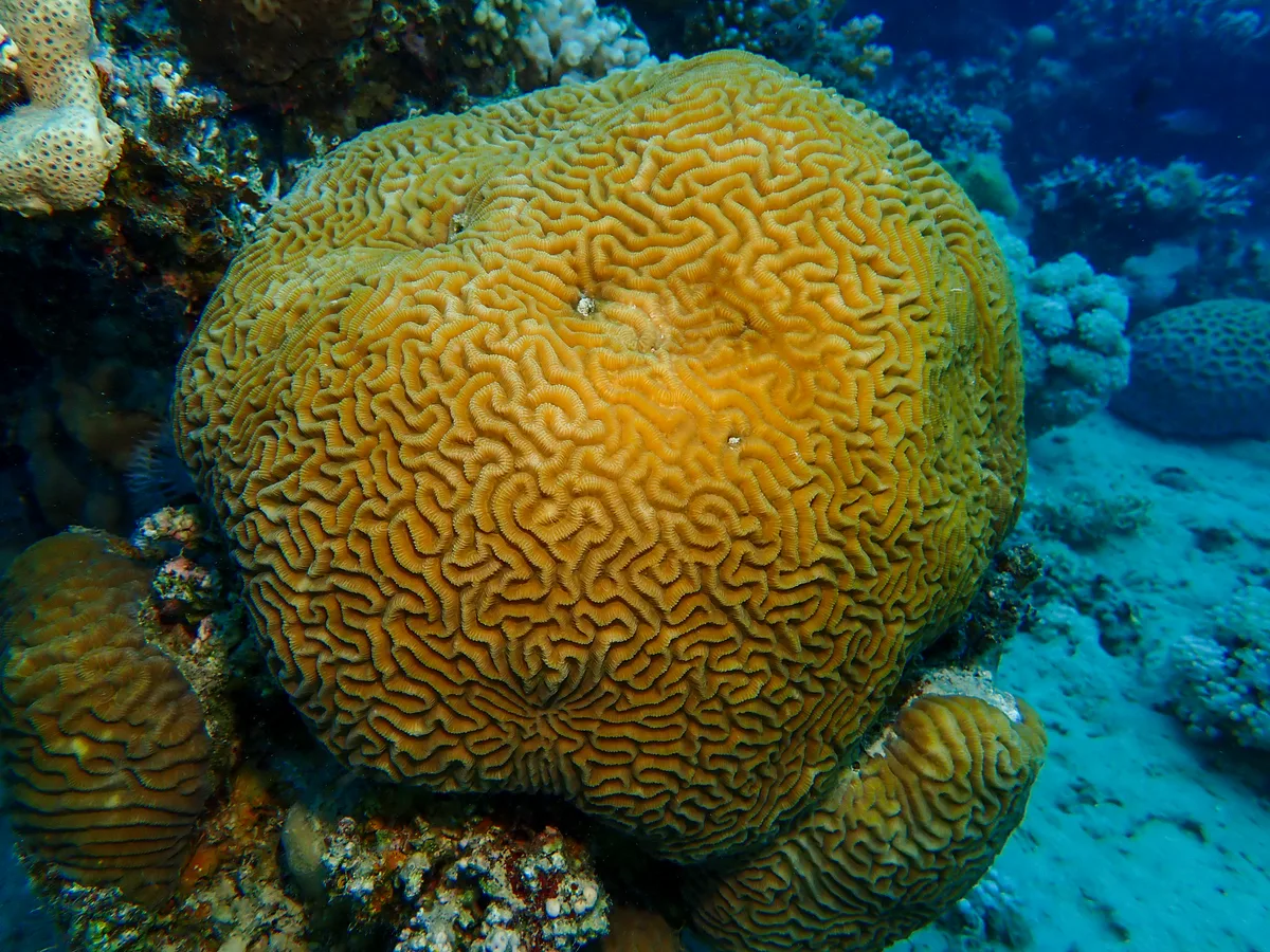 Lesser Valley Coral