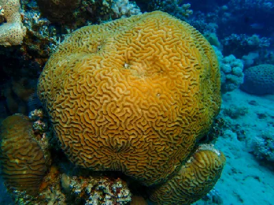 Lesser Valley Coral