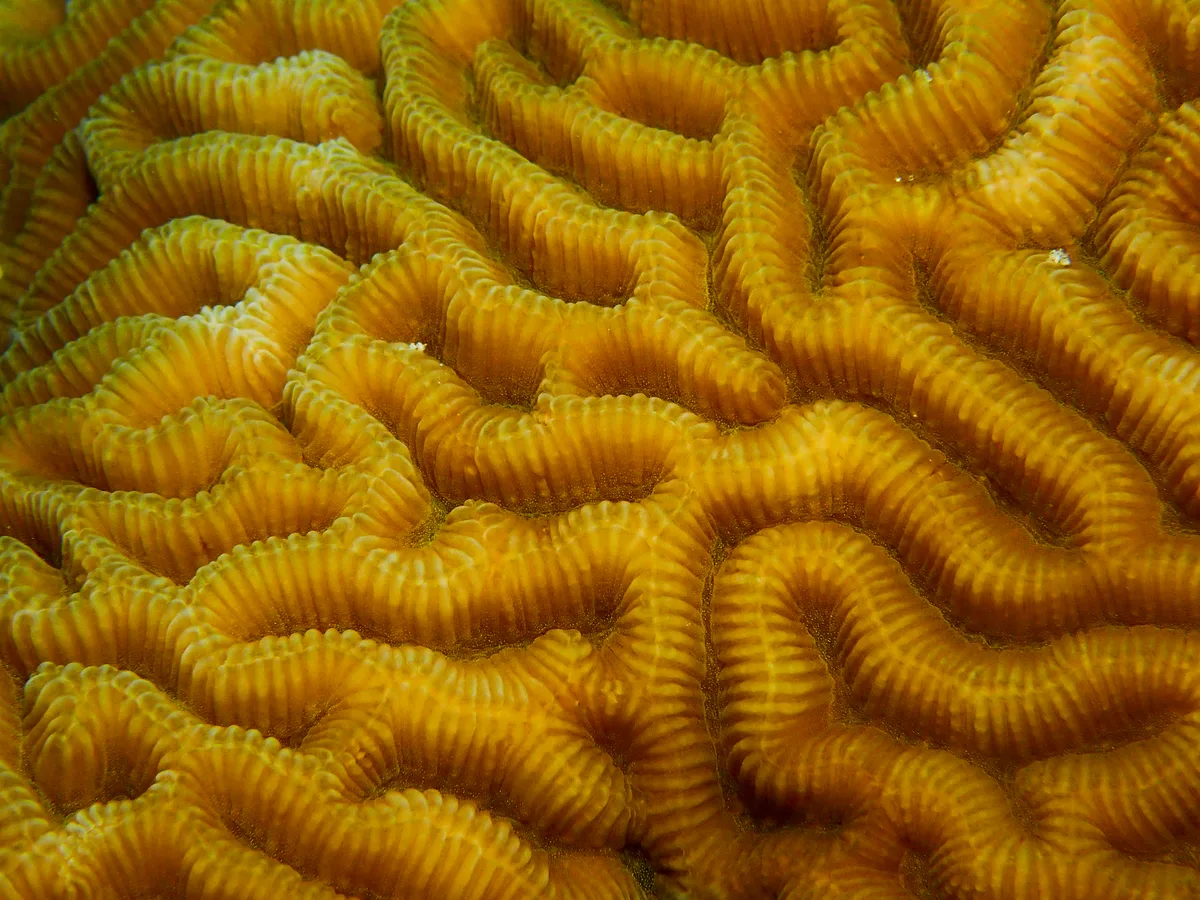 Lesser Valley Coral