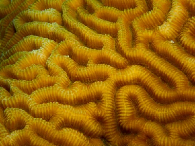 Lesser Valley Coral