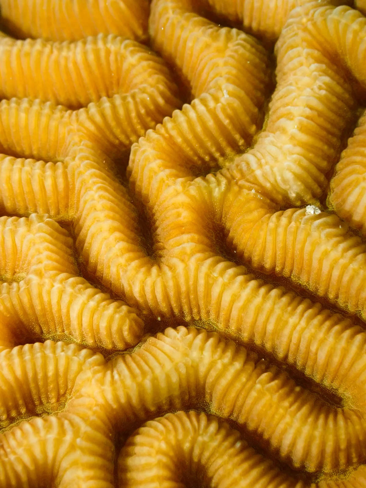 Lesser Valley Coral