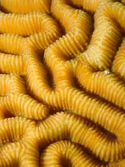 Lesser Valley Coral